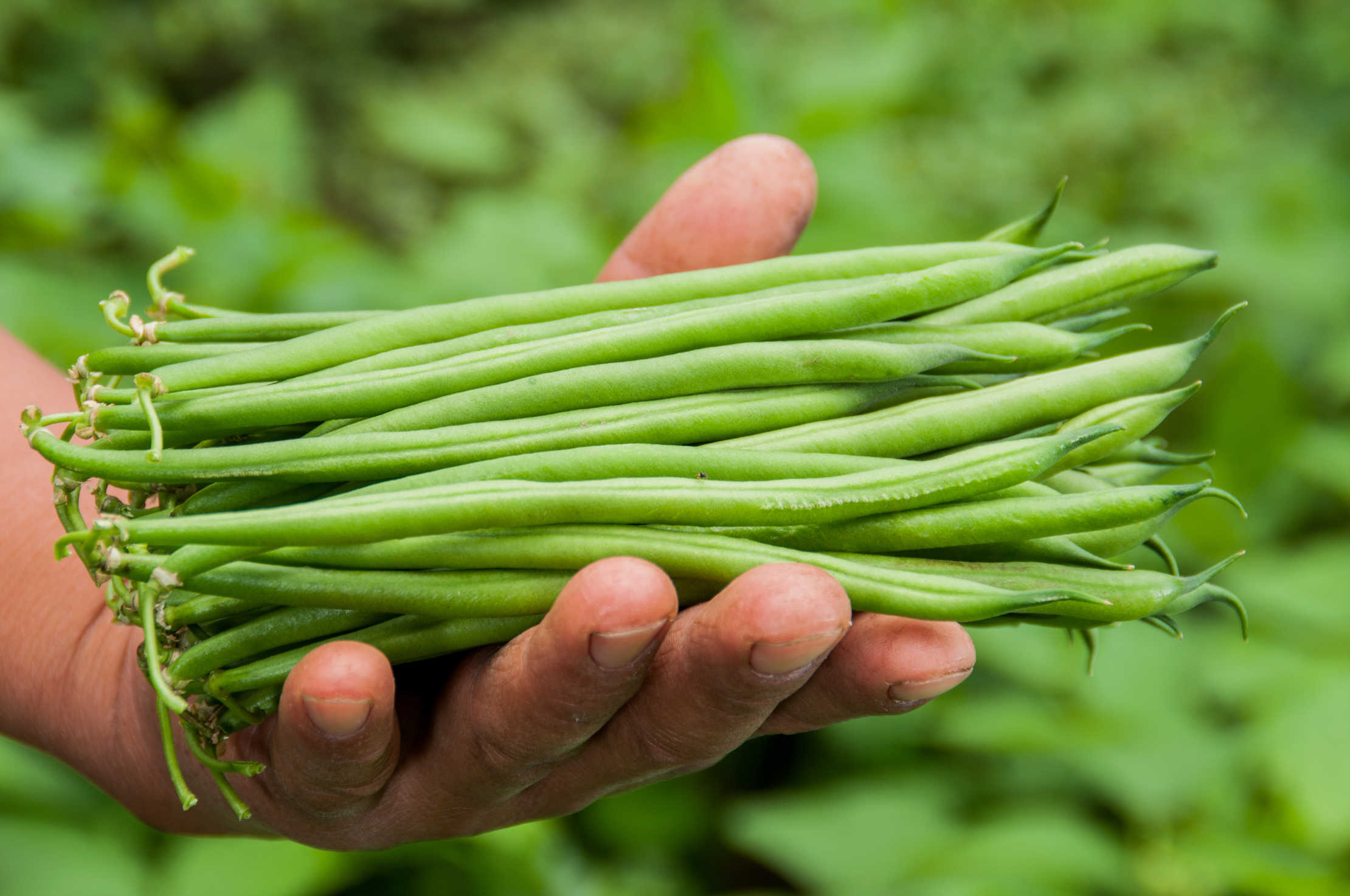 haricots-verts-sante-recettes-ete-saison