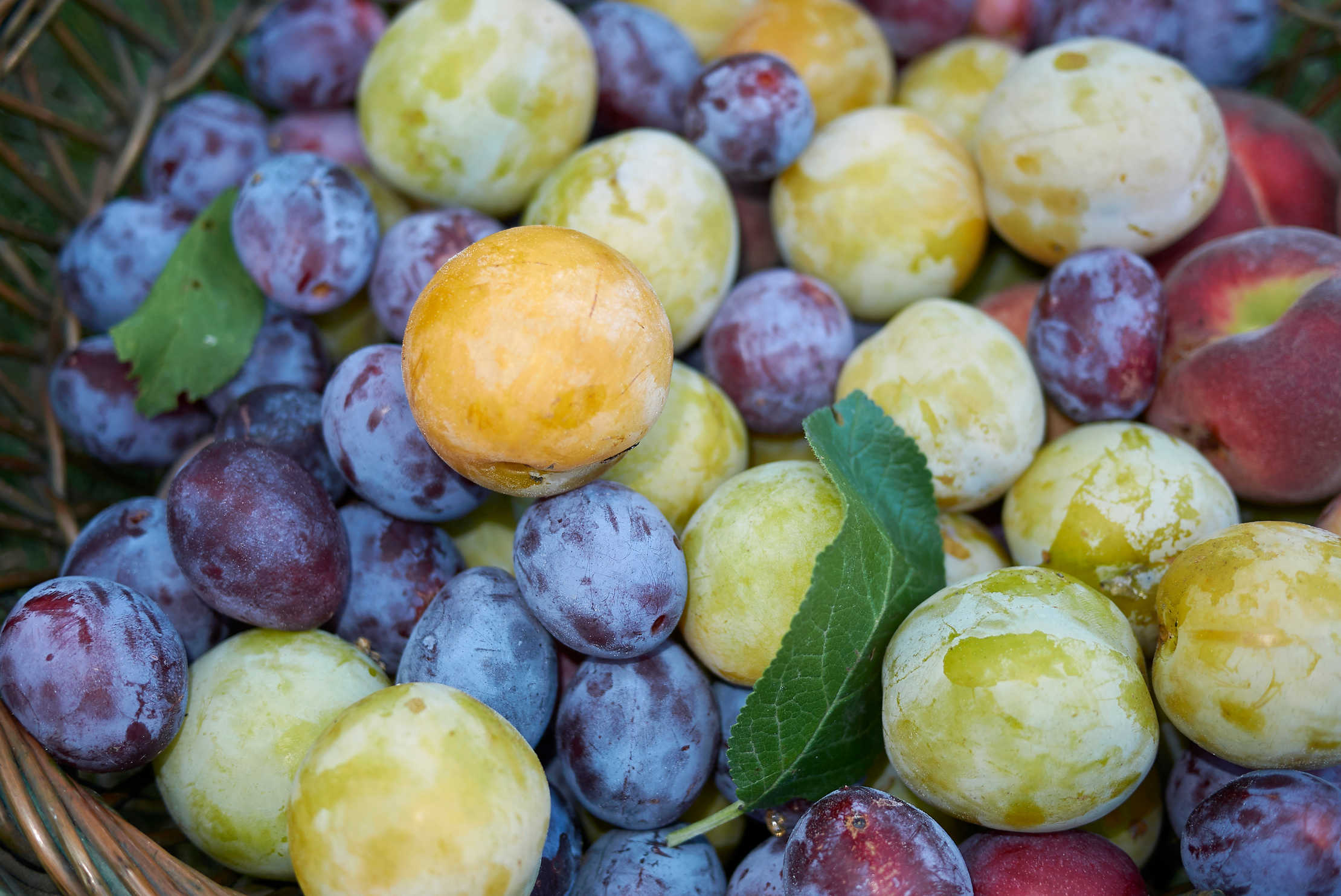 prunes-fruits-saison-ete