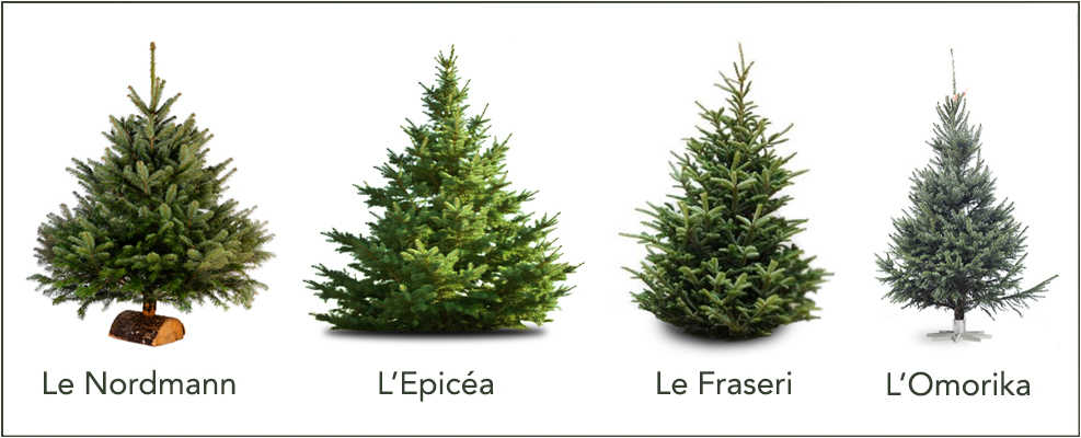 4 Sapins_contour