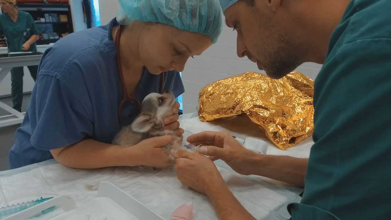 dierendokters-24-7-vrt-nu