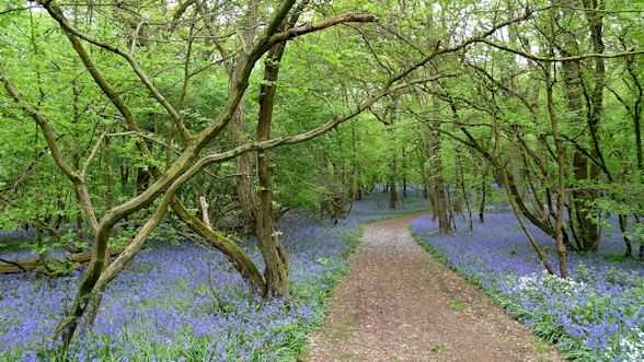 photo2_bois-du-grand-bon-dieu