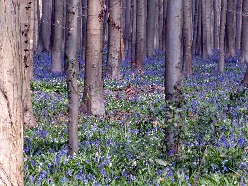 photo3_bois-de-la-houssiere