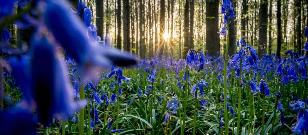 photo4_kemmelbos_jacinthes