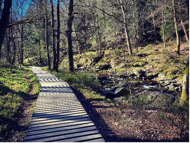 vallée-de-la-hoëgne-promenade-belgique-bois